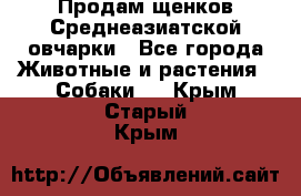 Продам щенков Среднеазиатской овчарки - Все города Животные и растения » Собаки   . Крым,Старый Крым